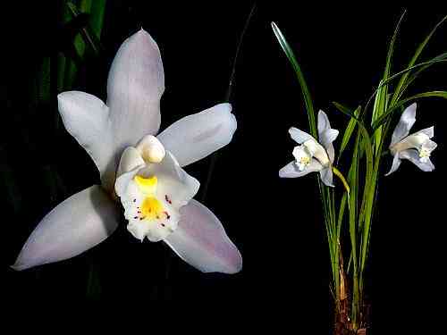 Cymbidium eburneum